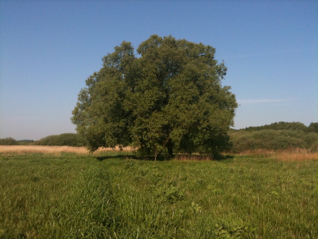 Mit træ fotograferet i maj 2011